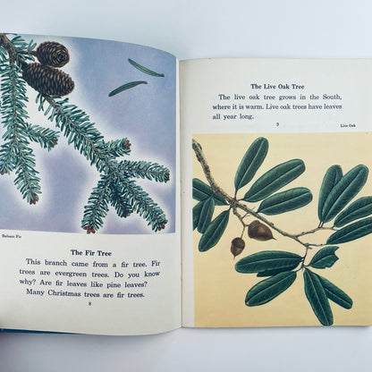Leaves