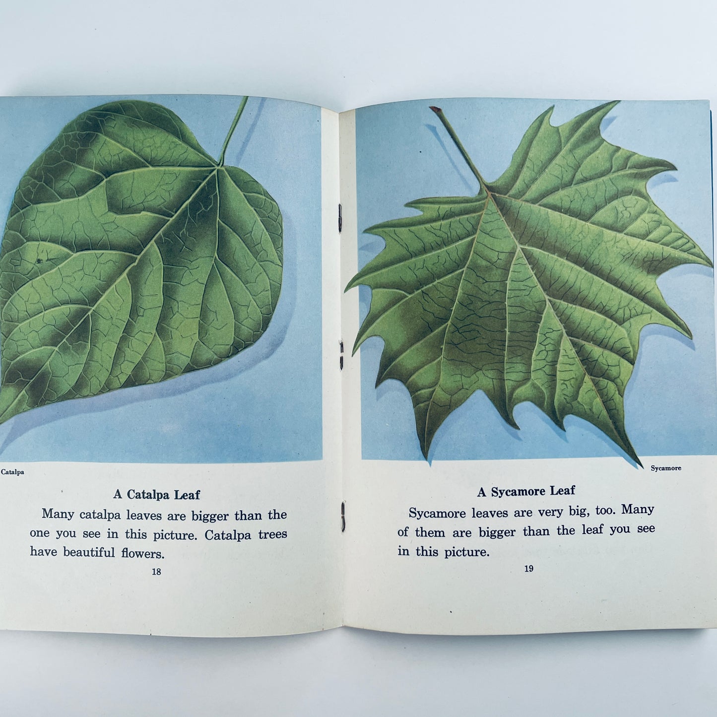 Leaves