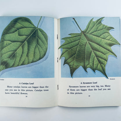 Leaves