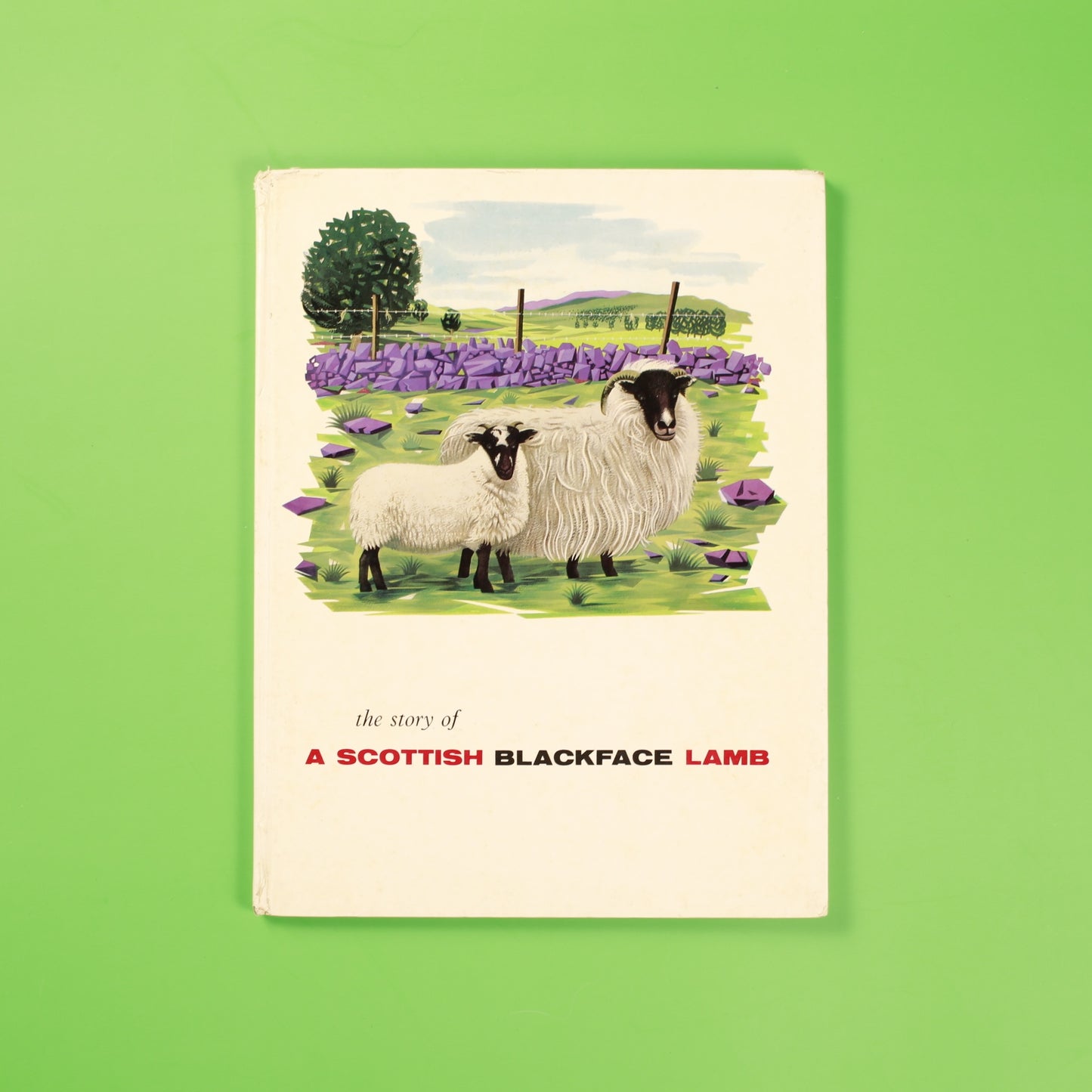 The Story of a Scottish Blackface Lamb