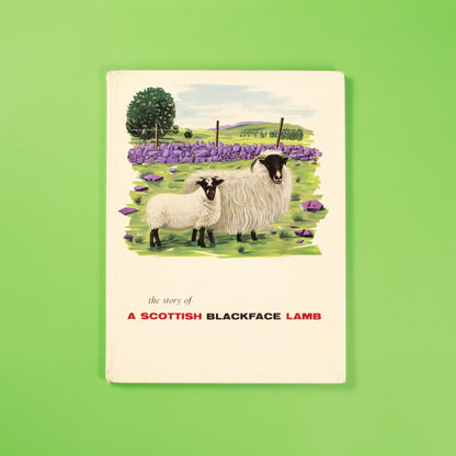 The Story of a Scottish Blackface Lamb