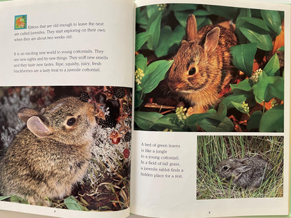 Cottontails: Little Rabbits of Field and Forest, National Geographic Books for Young Explorers