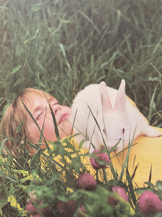 The Little Rabbit by Judy Dunn, Photographs by Phoebe Dunn
