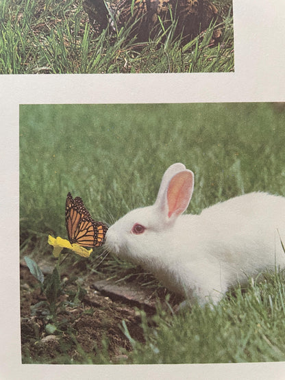 The Little Rabbit by Judy Dunn, Photographs by Phoebe Dunn