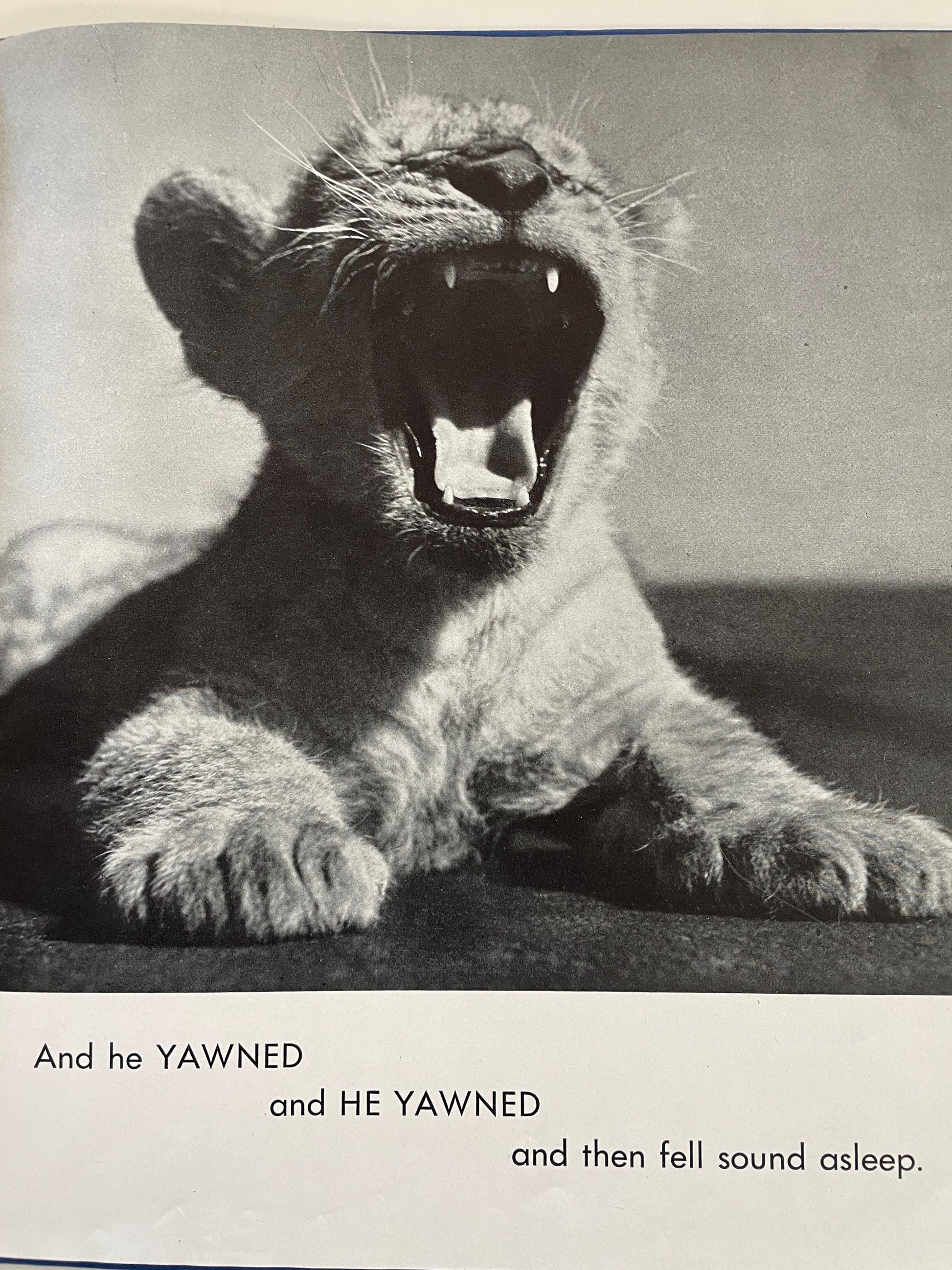 RARE The Sleepy Little Lion by Margaret Wise Brown, photographs by Ylla