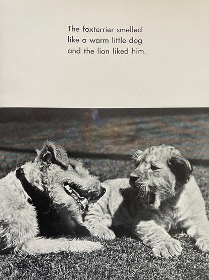 RARE The Sleepy Little Lion by Margaret Wise Brown, photographs by Ylla