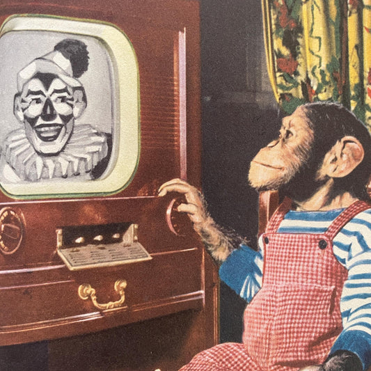 RARE Zippy the Chimp by Lee Ecuyer, photographs by Ben Mitchell