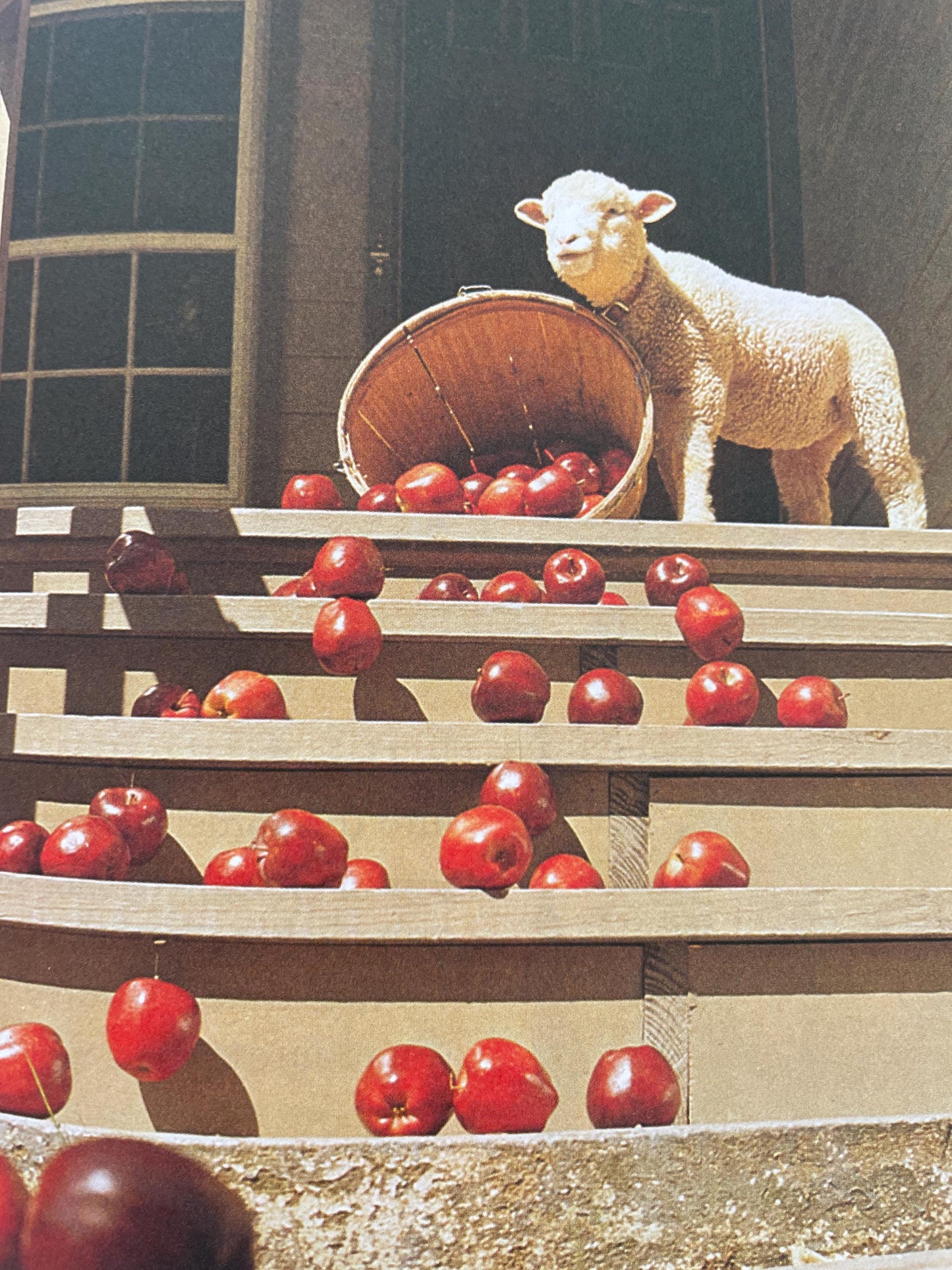 The Little Lamb by Judy Dunn, photographs by Phoebe Dunn