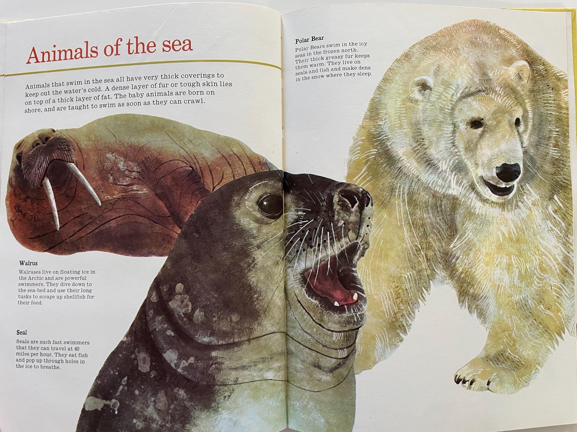 All Kinds of Animals