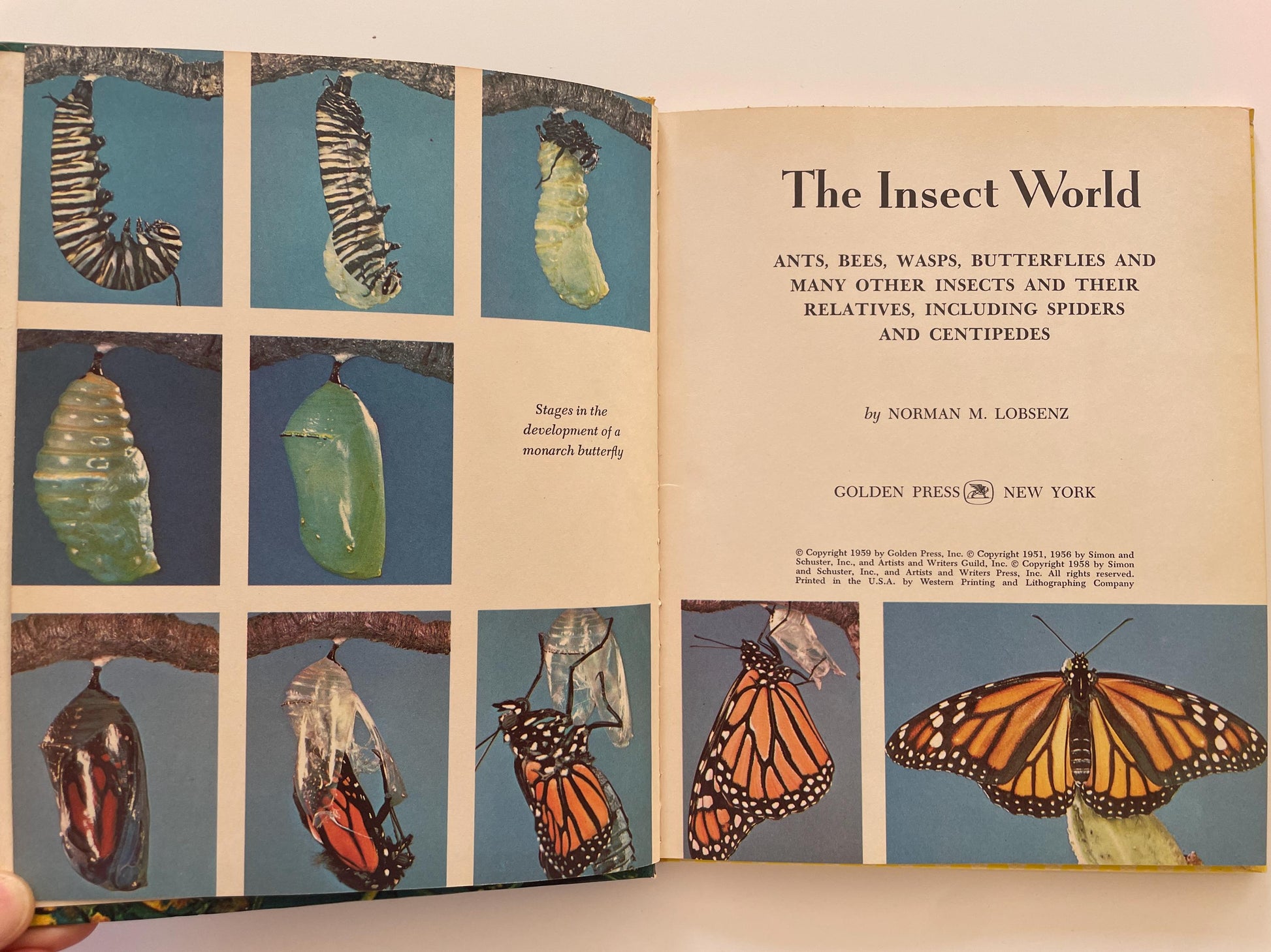 The Insect World, a Golden Library of Knowledge book by Norman M. Lobsenz