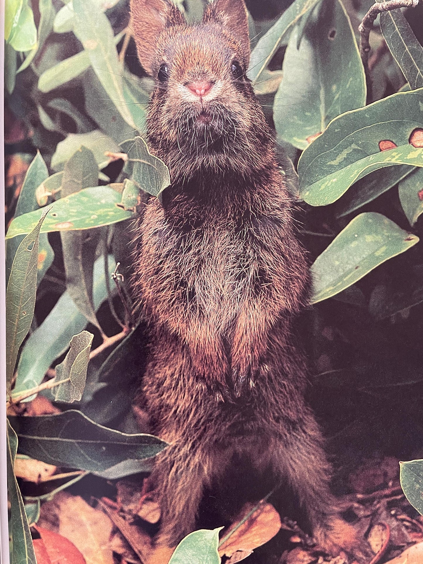 Cottontails: Little Rabbits of Field and Forest, National Geographic Books for Young Explorers