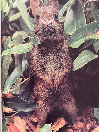 Cottontails: Little Rabbits of Field and Forest, National Geographic Books for Young Explorers