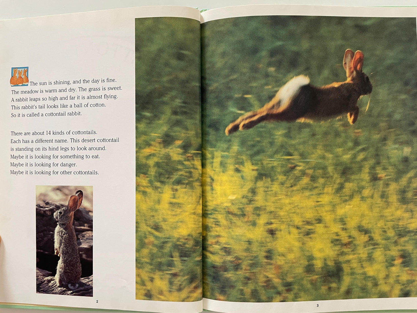 Cottontails: Little Rabbits of Field and Forest, National Geographic Books for Young Explorers