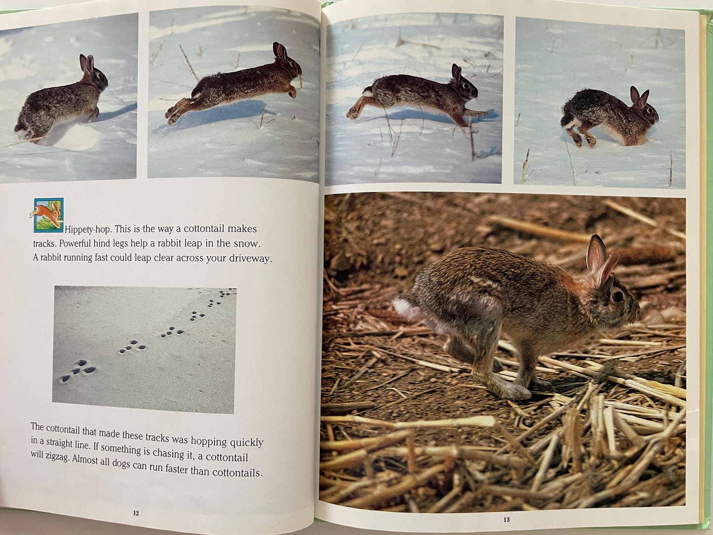 Cottontails: Little Rabbits of Field and Forest, National Geographic Books for Young Explorers