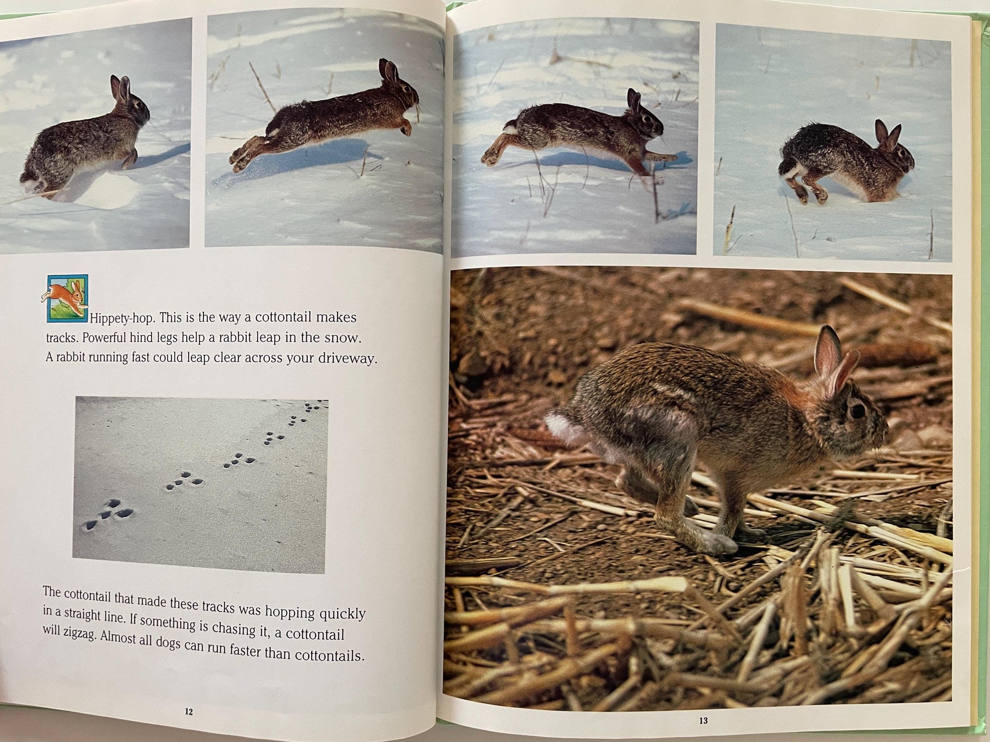 Cottontails: Little Rabbits of Field and Forest, National Geographic Books for Young Explorers