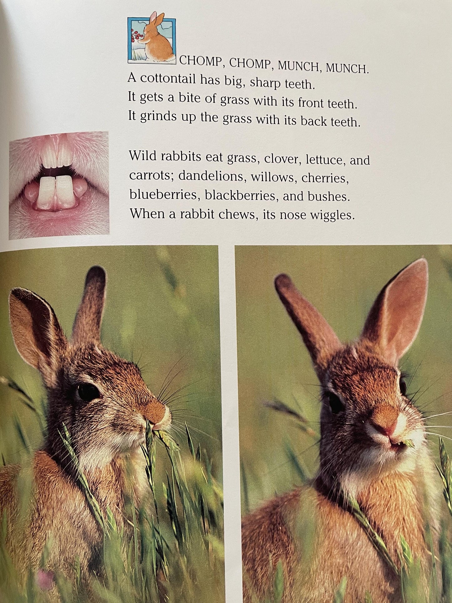 Cottontails: Little Rabbits of Field and Forest, National Geographic Books for Young Explorers