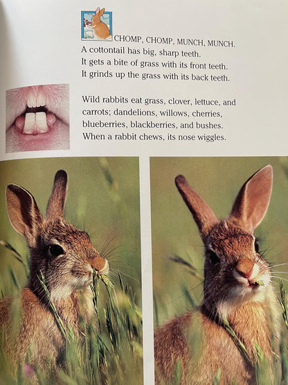 Cottontails: Little Rabbits of Field and Forest, National Geographic Books for Young Explorers