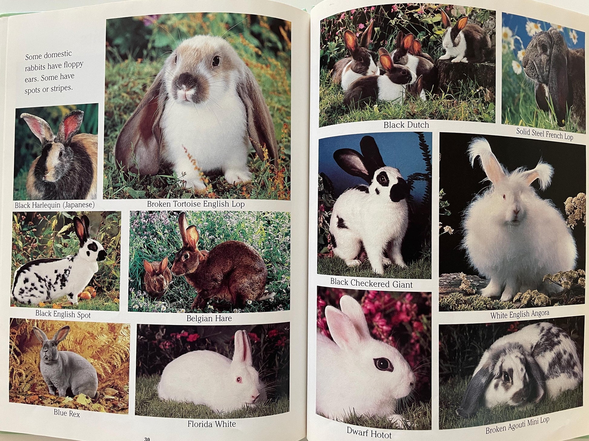 Cottontails: Little Rabbits of Field and Forest, National Geographic Books for Young Explorers