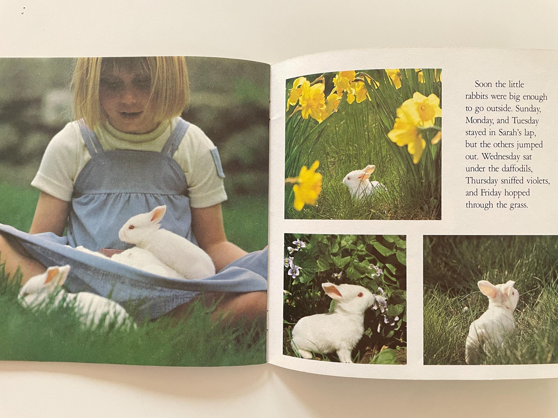 The Little Rabbit by Judy Dunn, Photographs by Phoebe Dunn