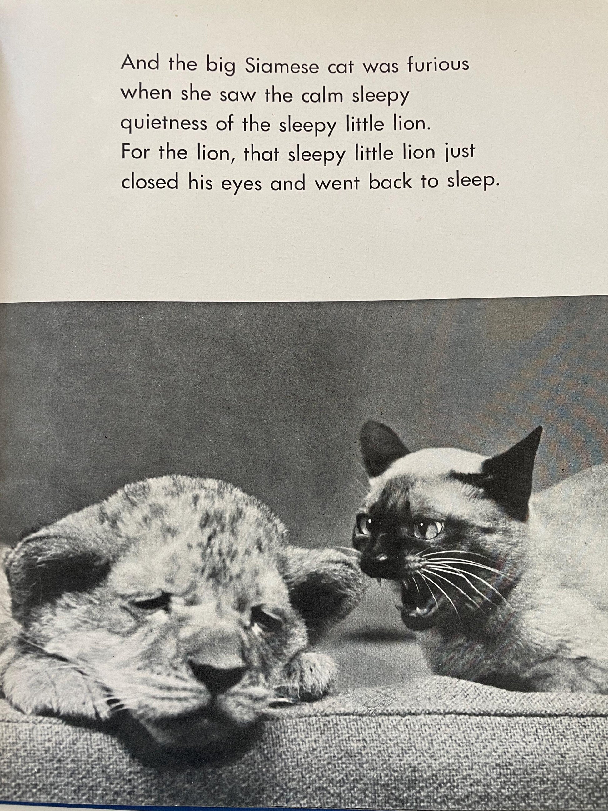 RARE The Sleepy Little Lion by Margaret Wise Brown, photographs by Ylla