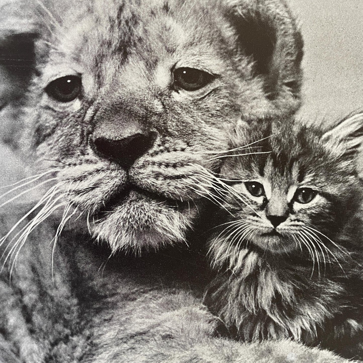 RARE The Sleepy Little Lion by Margaret Wise Brown, photographs by Ylla