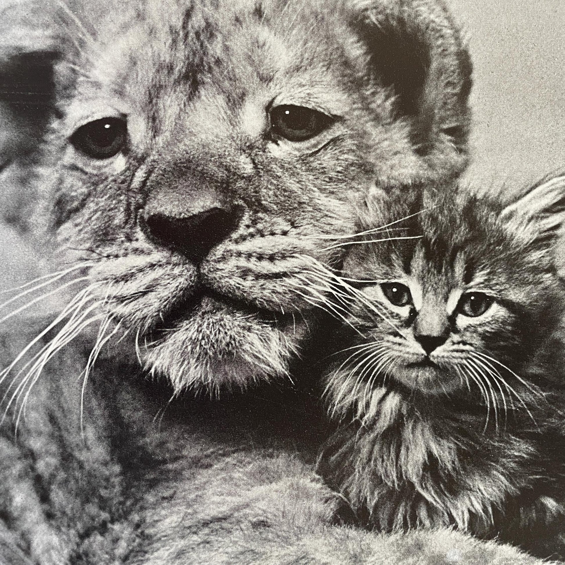 RARE The Sleepy Little Lion by Margaret Wise Brown, photographs by Ylla