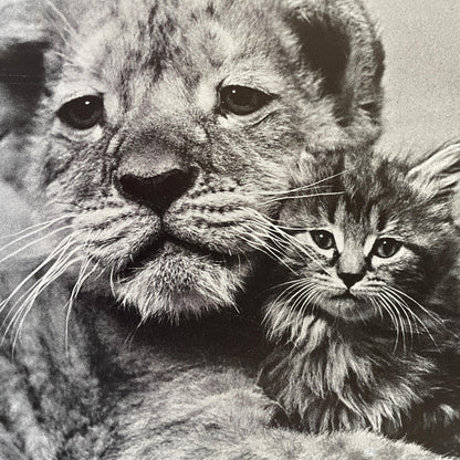 RARE The Sleepy Little Lion by Margaret Wise Brown, photographs by Ylla
