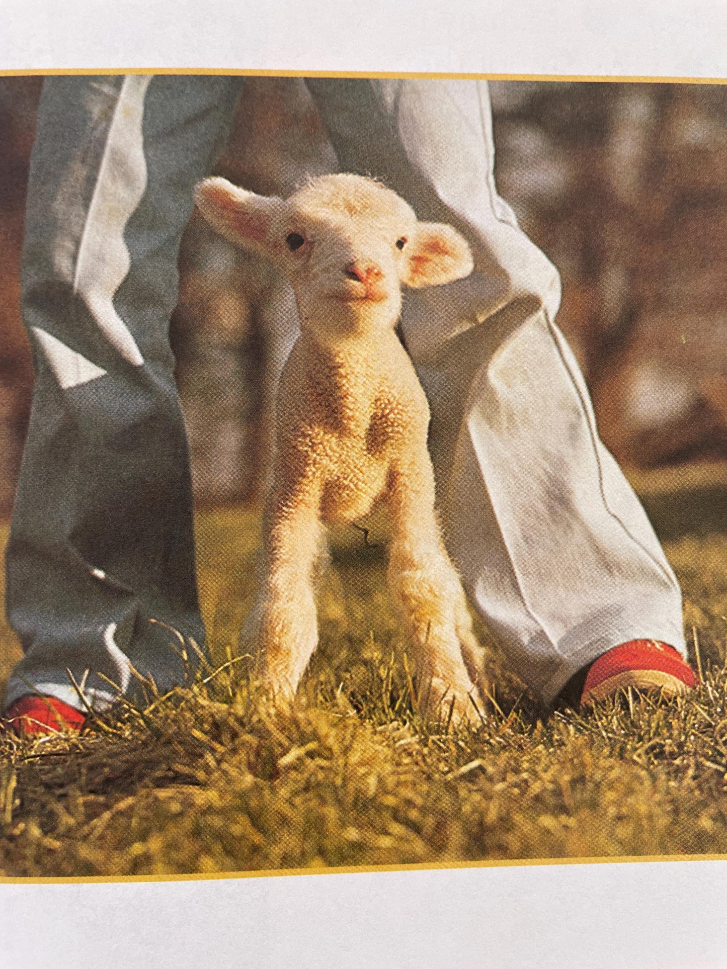 The Little Lamb by Judy Dunn, photographs by Phoebe Dunn