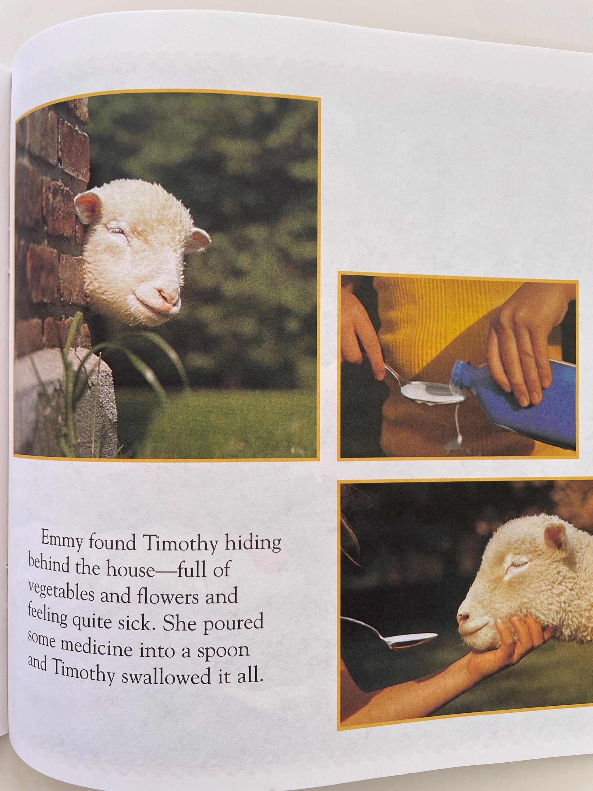 The Little Lamb by Judy Dunn, photographs by Phoebe Dunn