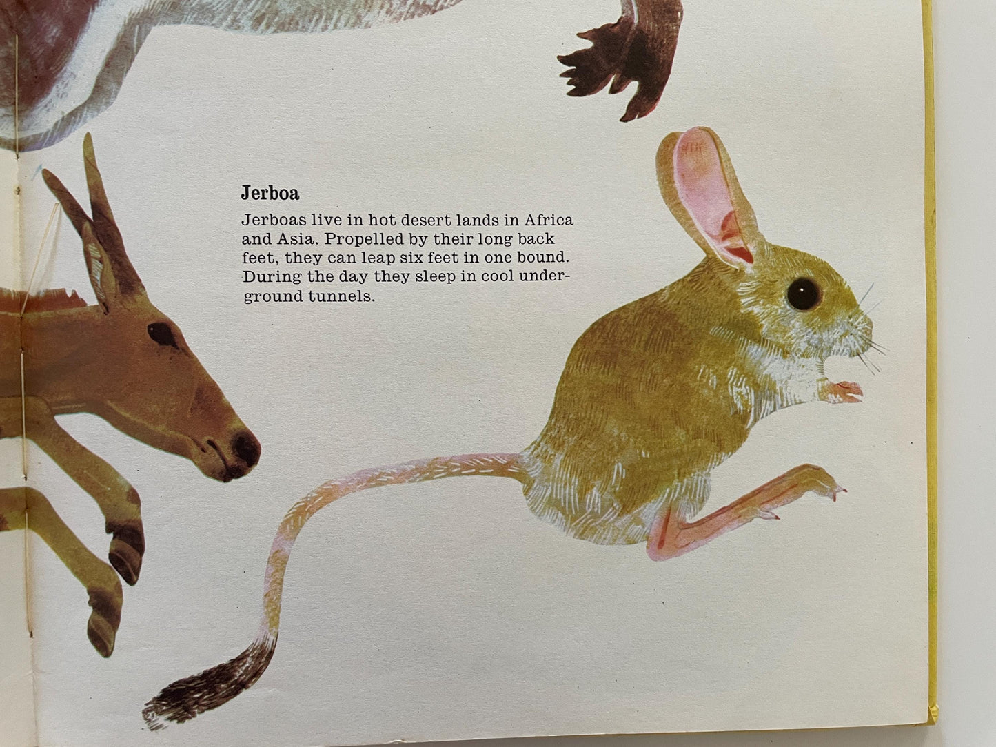 All Kinds of Animals