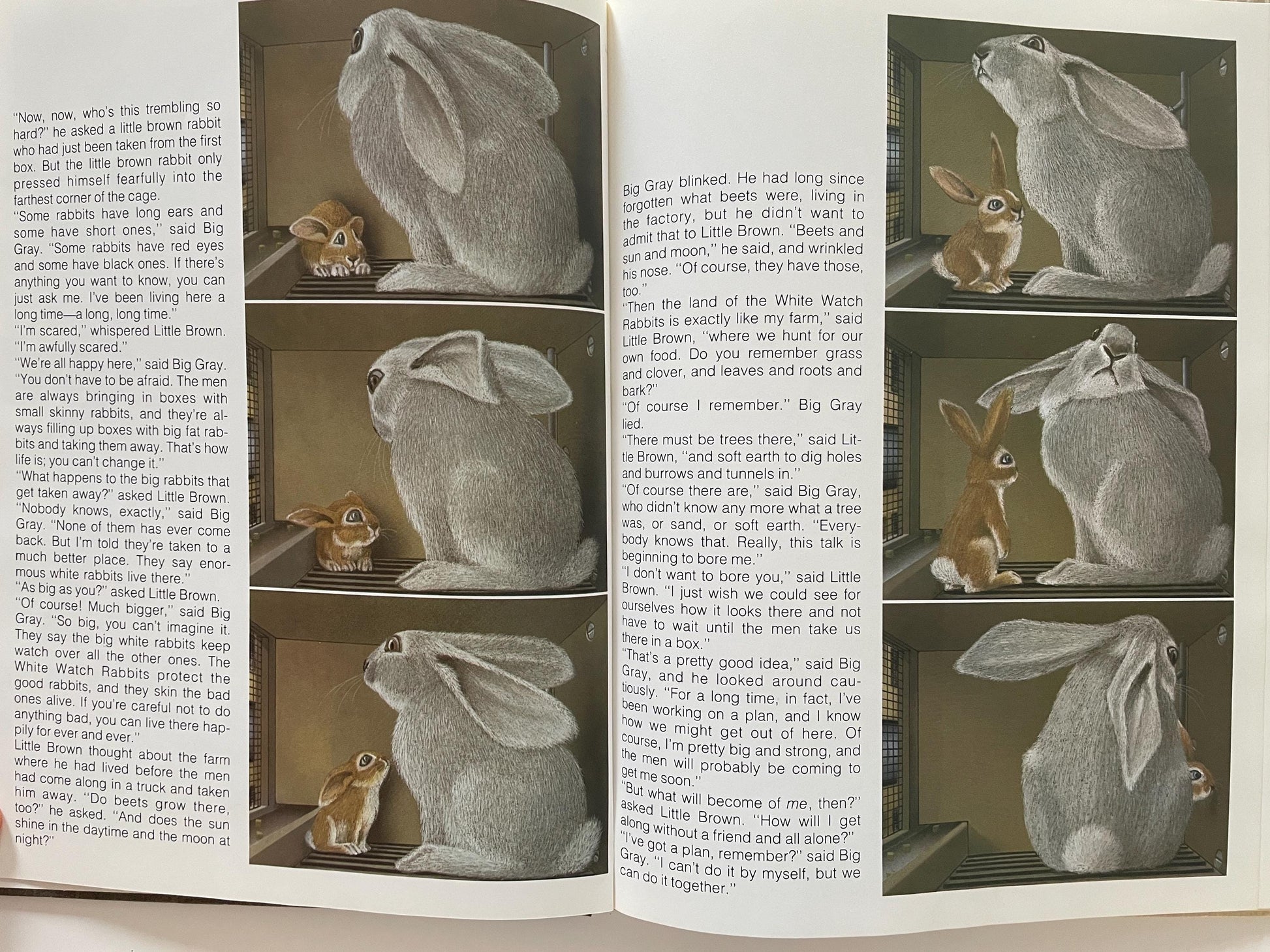 Rabbit Island by Jorg Steiner, illustrated by Jorg Muller