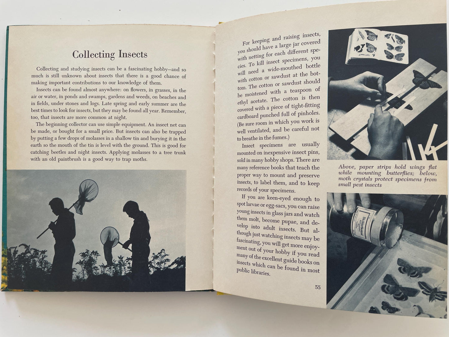 The Insect World, a Golden Library of Knowledge book by Norman M. Lobsenz