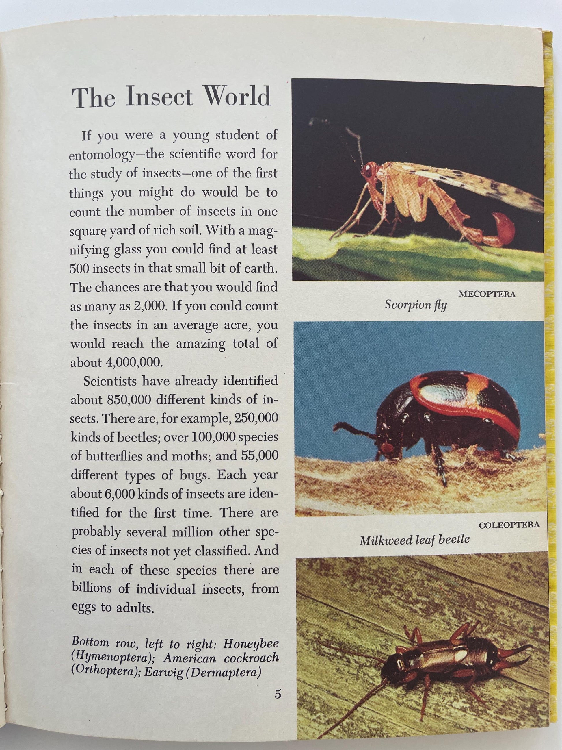The Insect World, a Golden Library of Knowledge book by Norman M. Lobsenz