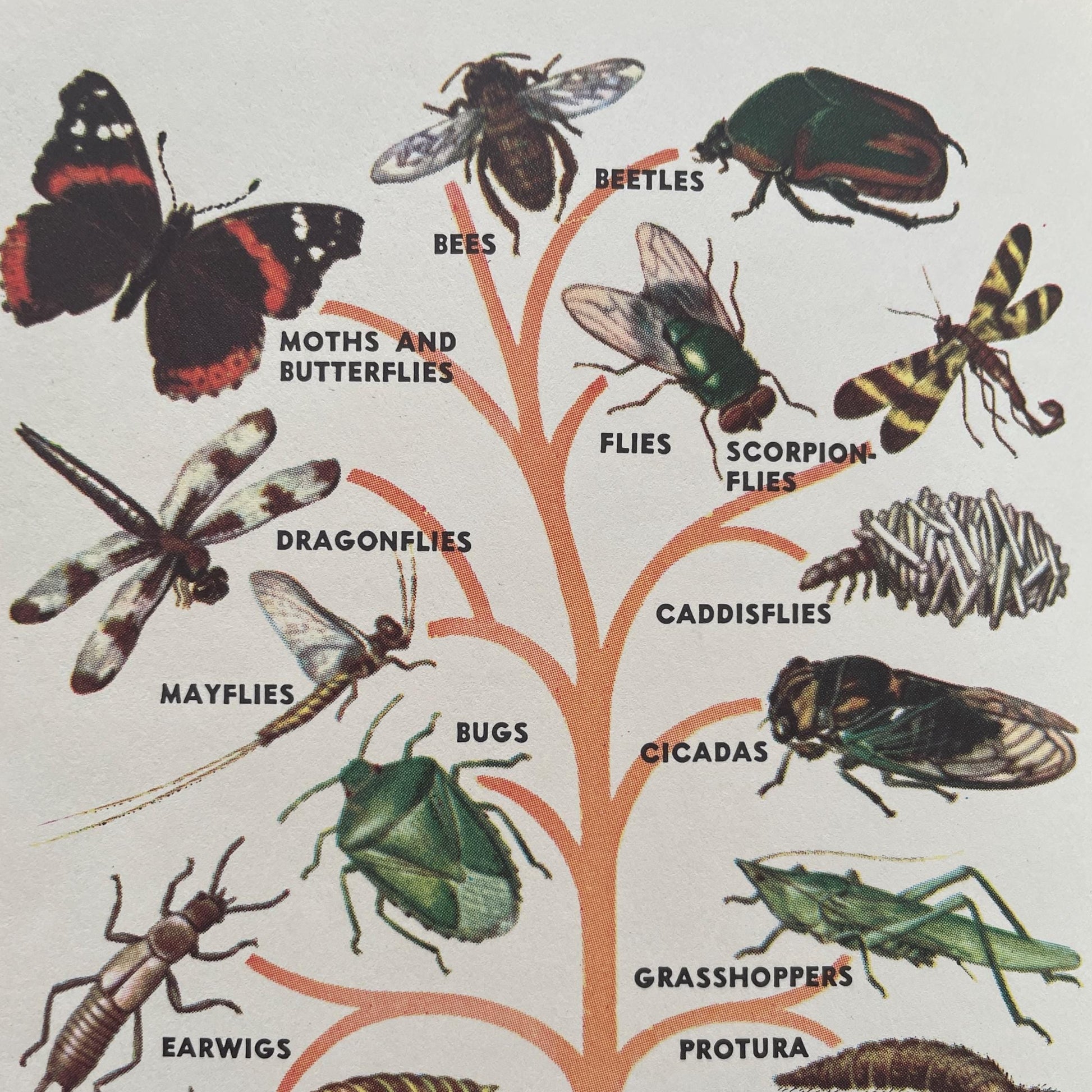 The Insect World, a Golden Library of Knowledge book by Norman M. Lobsenz