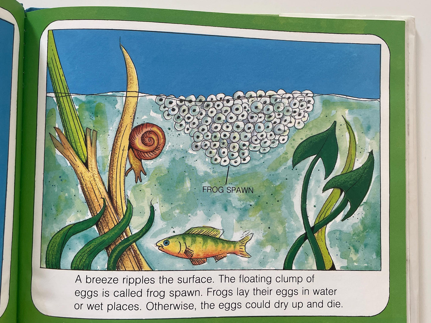 Frogs by Gail Gibbons