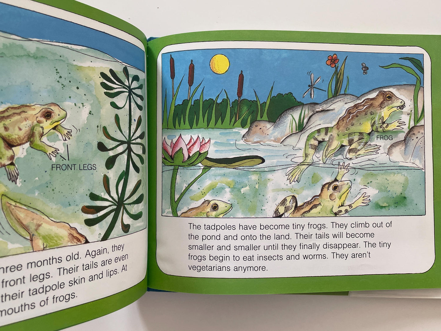 Frogs by Gail Gibbons