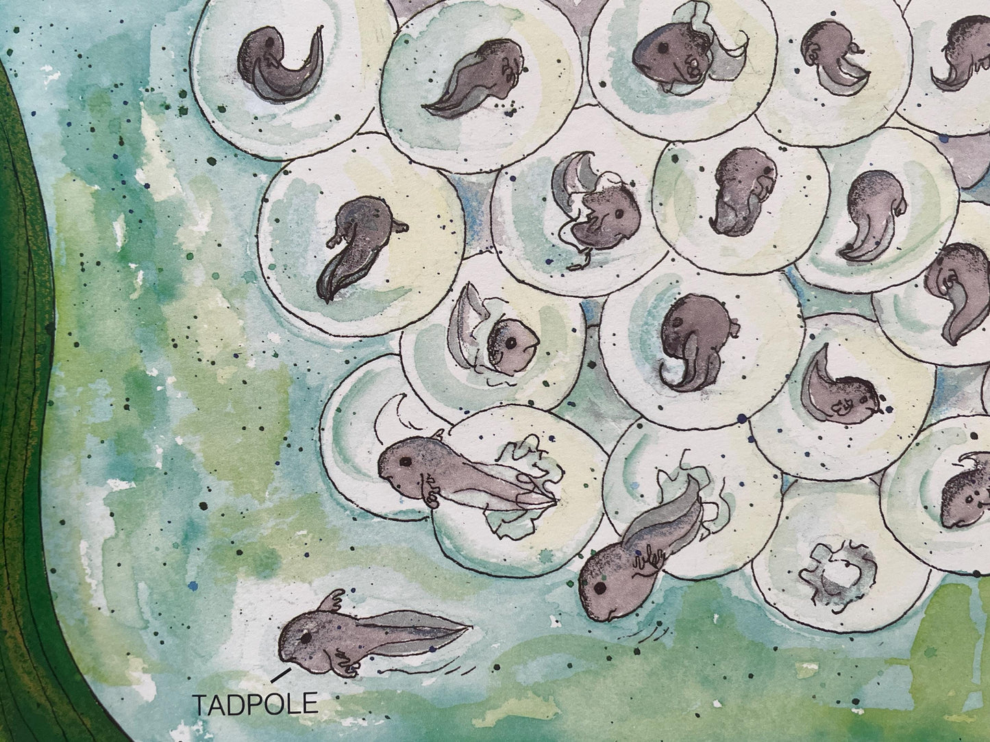 Frogs by Gail Gibbons