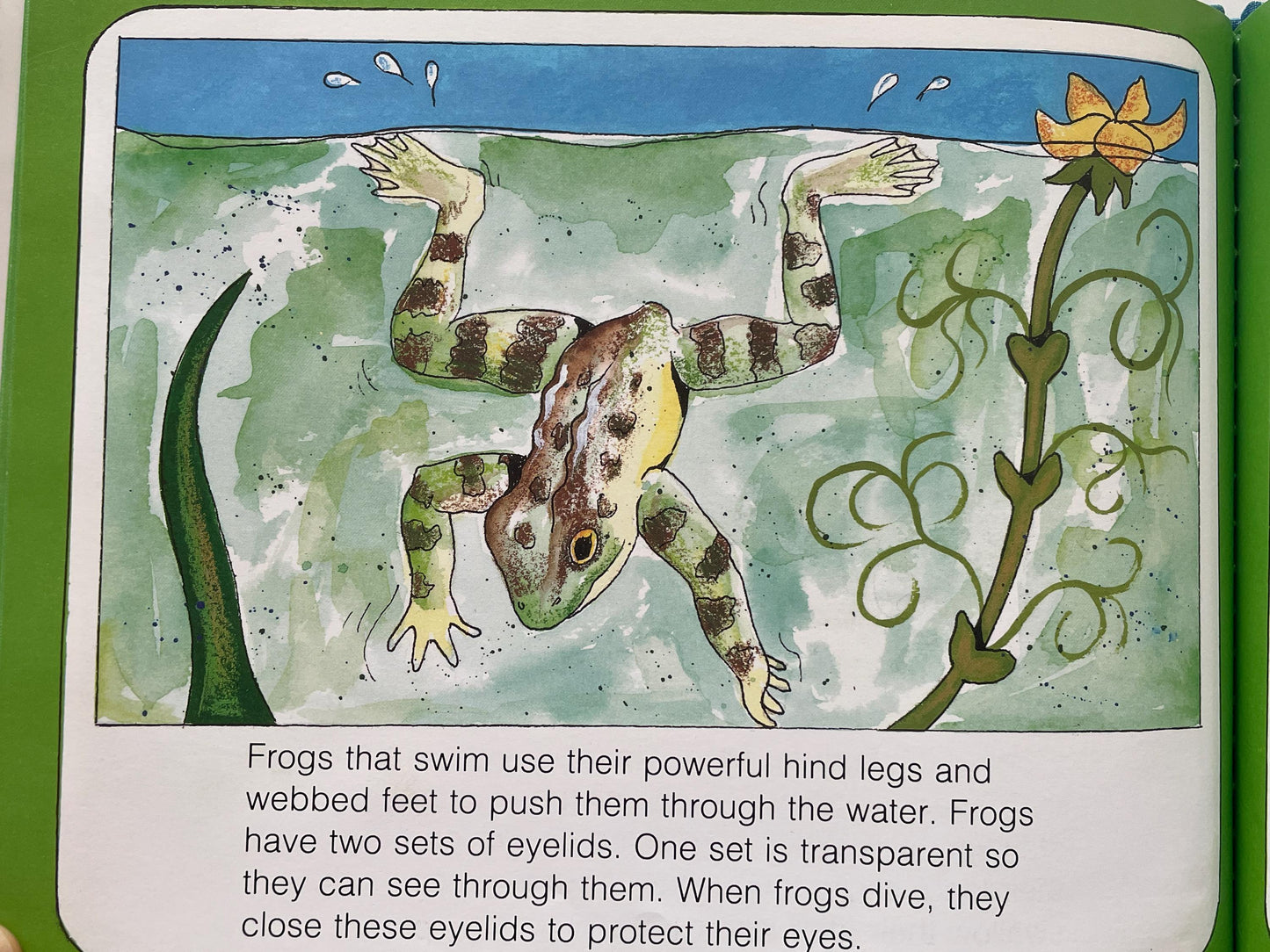 Frogs