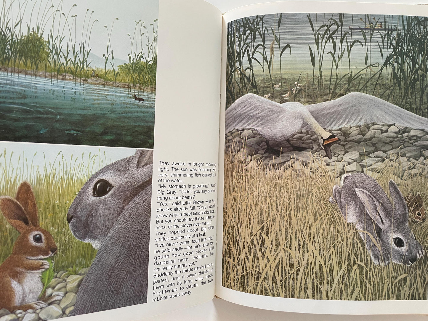 Rabbit Island by Jorg Steiner, illustrated by Jorg Muller