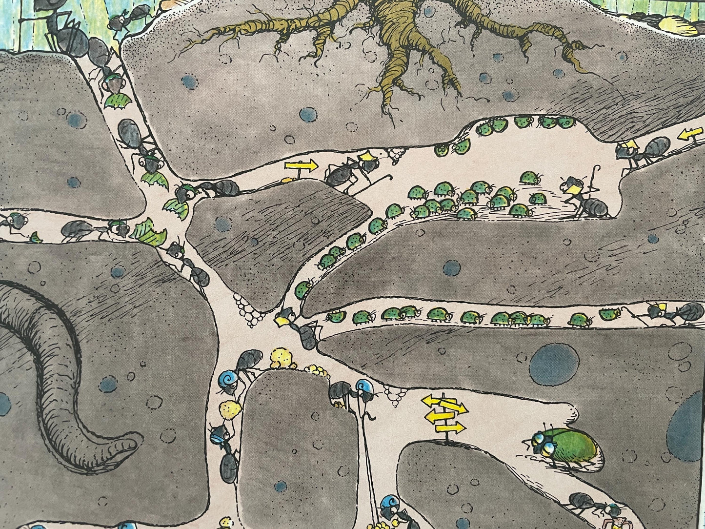 Bear Underground by Betty Boegehold, illustrated by Jim Arnosky