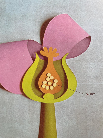 How Babies Are Made by Andrew C. Andry & Steven Schepp, illustrated by Blake Hampton